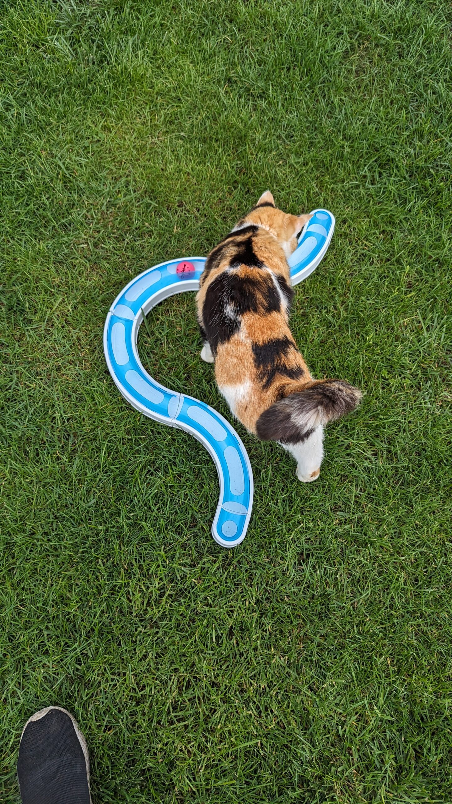 Katzen Spielzeug zu verschenken