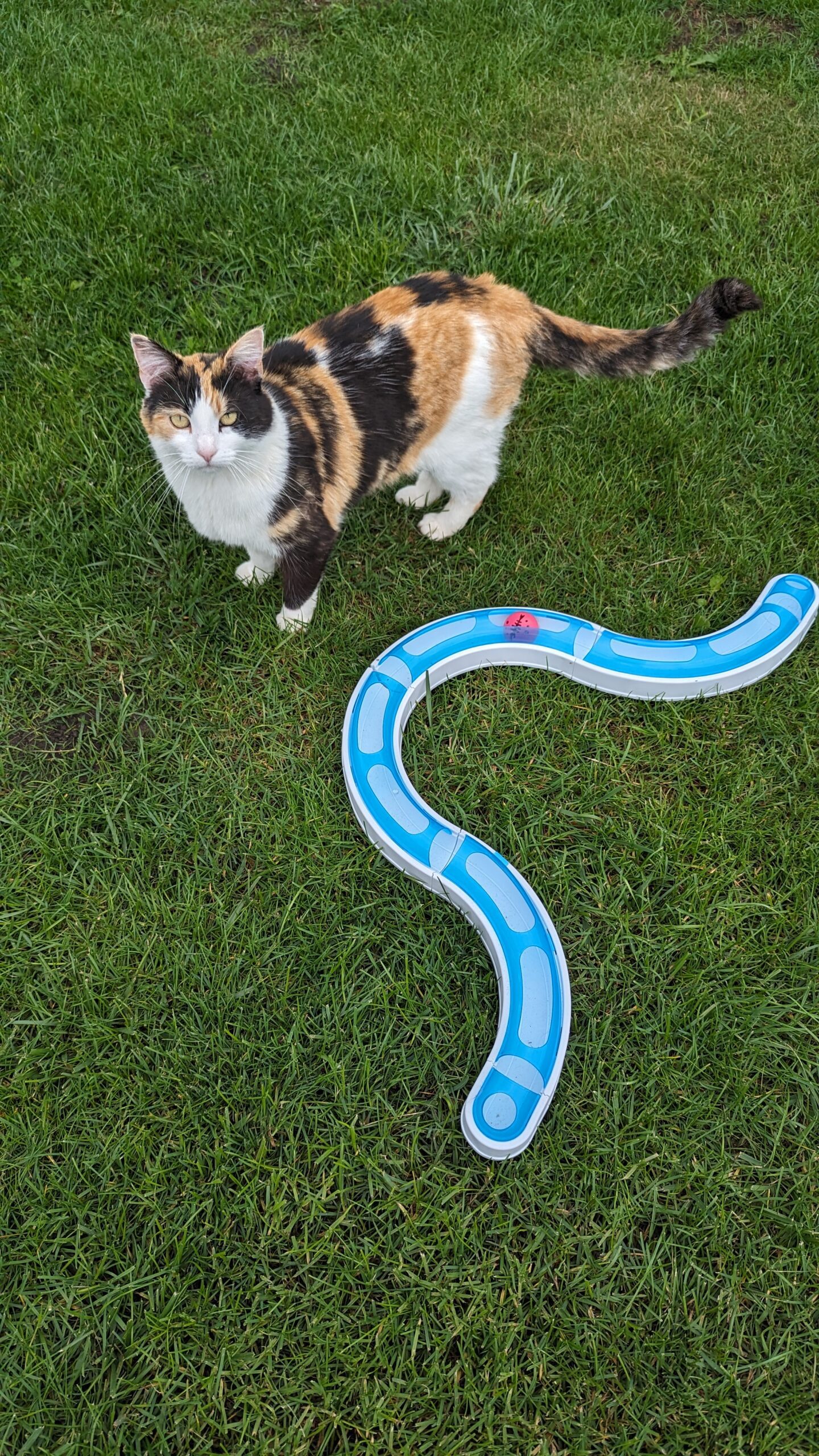 Katzen Spielzeug zu verschenken