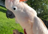 Molukkenkakadu liebevoll von Hand aufgezogen.
