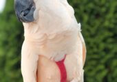 Molukkenkakadu liebevoll von Hand aufgezogen.